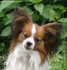 Papillon