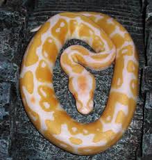 python