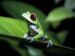 rainforest animal pictures