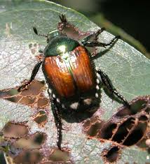 chinese beetle ladybug