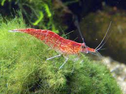 http://t1.gstatic.com/images?q=tbn:qd6VVTCCWxpWEM:www.fishlinkworldwide.com/fish/products_pictures/red_cherry_shrimp.jpg