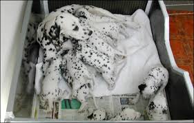 dalmatians