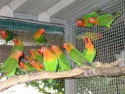 love bird cages
