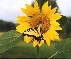 ��� ���� sunflowers