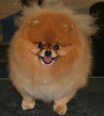 Pomeranian Directory