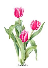 how to draw tulips