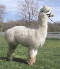 dead doing with an Alpaca�