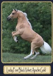 miniature horse farm
