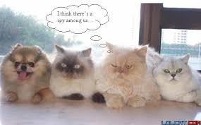 funny cats and dogs