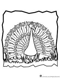 peacock coloring