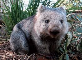 wombats