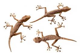 geckos lizard