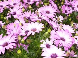 purple-daisy-lovely-bunch.jpg