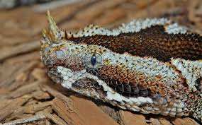 rhino viper snake
