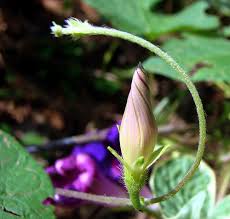 morning glory flower