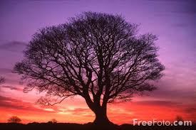 tree pictures