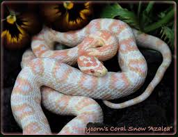 corn snake gallery
