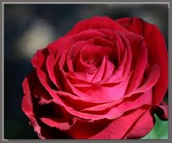 red rose bushes