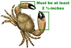 stone crab