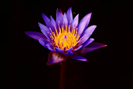 water lily lotus flower