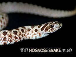 snake desktop wallpaper