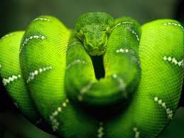 snakes picture
