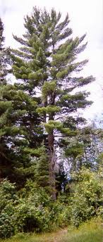 white pine pinus strobus