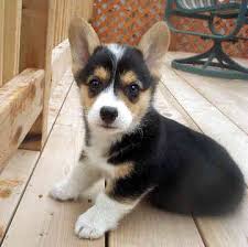 welsh corgi