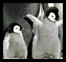 baby penguins