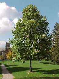 pictures tulip poplar tree