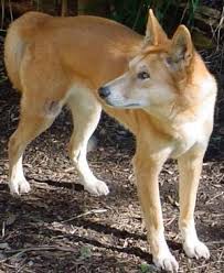 Dingo may save Australian