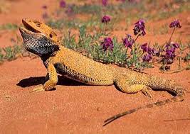 bearded dragon reptiles