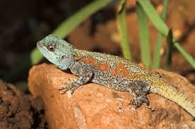 pet lizards