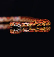 corn snake gallery