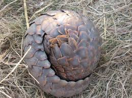 �Three types of pangolins