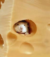 Rats year,