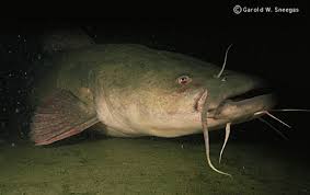flathead catfish pictures