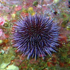Purple sea urchin