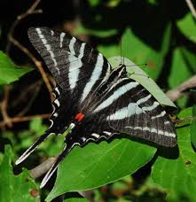 zebra swallowtail caterpillar