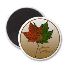 sugar maple tree photos