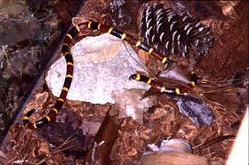 coral snake envenomation