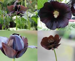 black flowers