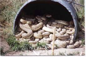 photos rattlesnakes