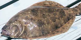 flounder