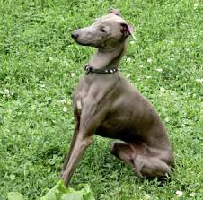 italian greyhound