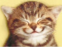 http://t1.gstatic.com/images?q=tbn:ssb5G9DTopc4mM:http://www.hudsonvalleyskiclub.org/wallpaper/happy-cat-800.jpg&t=1