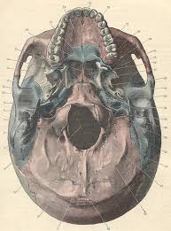 occipital bone skull