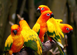 colorful birds photos