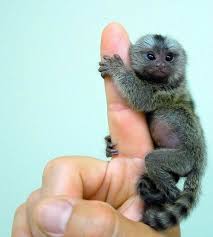 tiny cat breeds