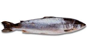 salmon fish pictures